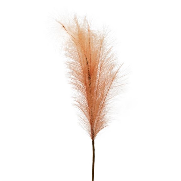 Magnolia Pampas H100 FLOWERS - Henriette