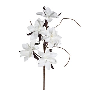 Magnolia Bianca H100 FLOWERS - Henriette