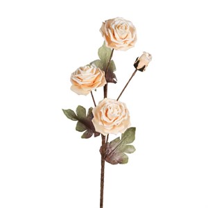 Rosa Salmone FLOWERS - Henriette