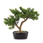 Bonsai Cedro con Vaso in Ceramica