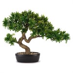 Bonsai Tasso Giapponese con Vaso in Ceramica