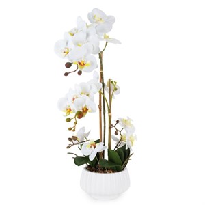 Pianta Orchidea Piccola con Vaso in Ceramica