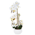 Pianta Orchidea Piccola con Vaso in Ceramica